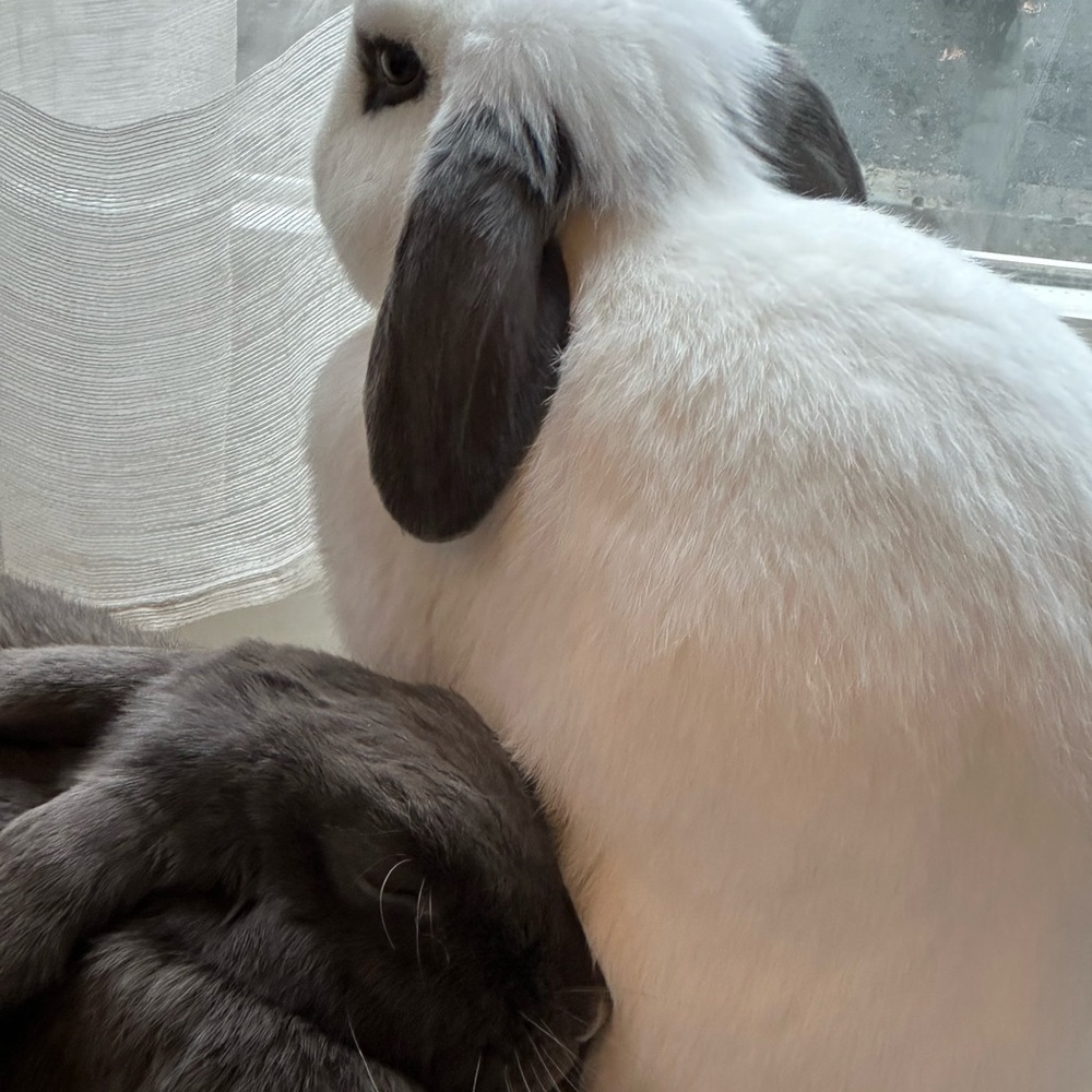 My chonky rabbits, Jimmy (gray) and Cookie (white). My therapy friends.